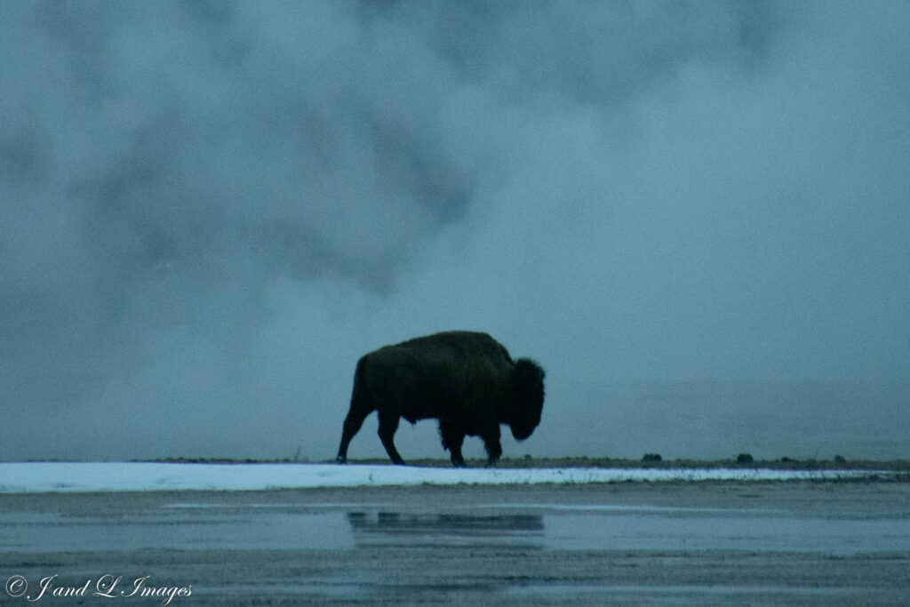 Yellowstone - Winter 2026 dsc 0862