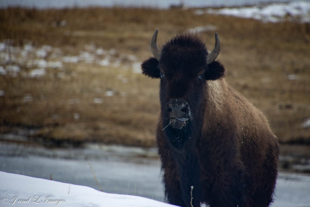 Yellowstone - Winter 2026 dsc 0879