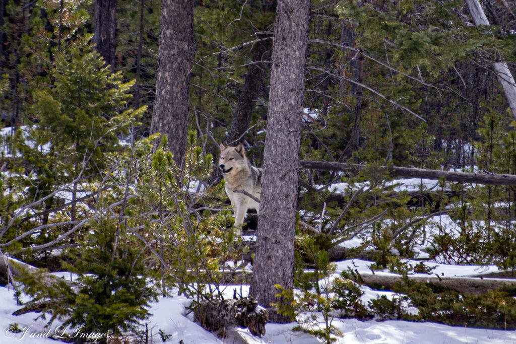 Yellowstone - Winter 2026 dsc 0911