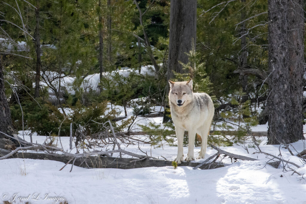 Yellowstone - Winter 2026 dsc 5758