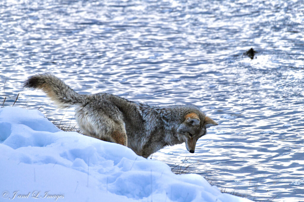 Yellowstone - Winter 2026 dsc 6003