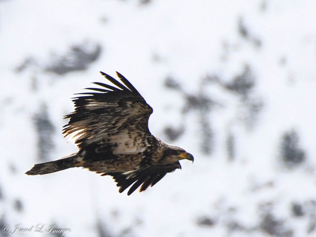 Yellowstone - Winter 2026 dsc 6200