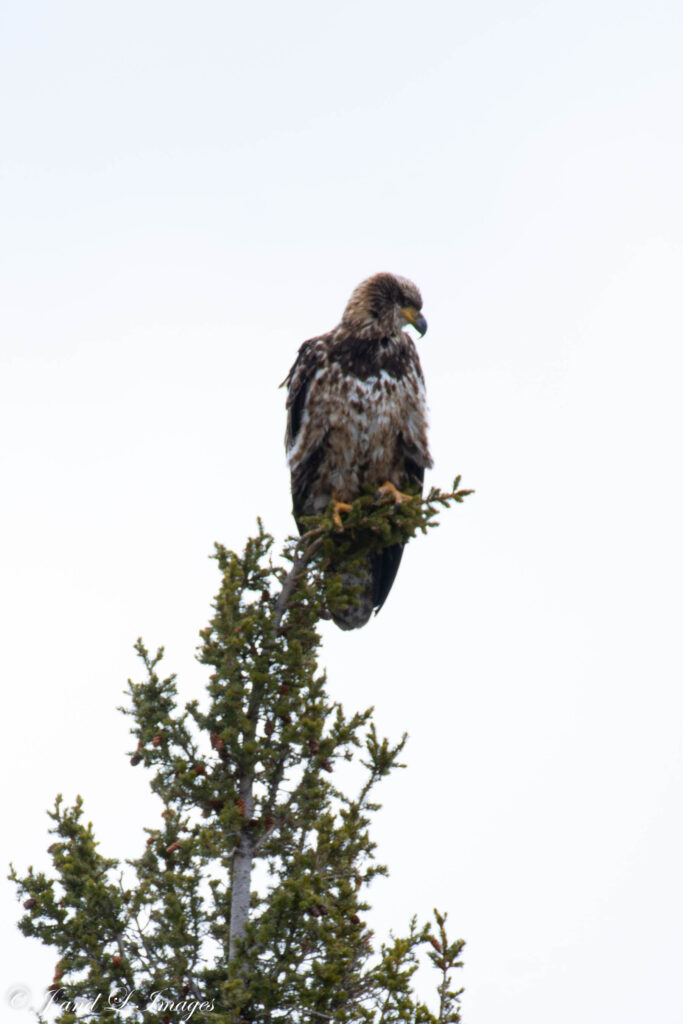 Yellowstone - Winter 2026 dsc 6222