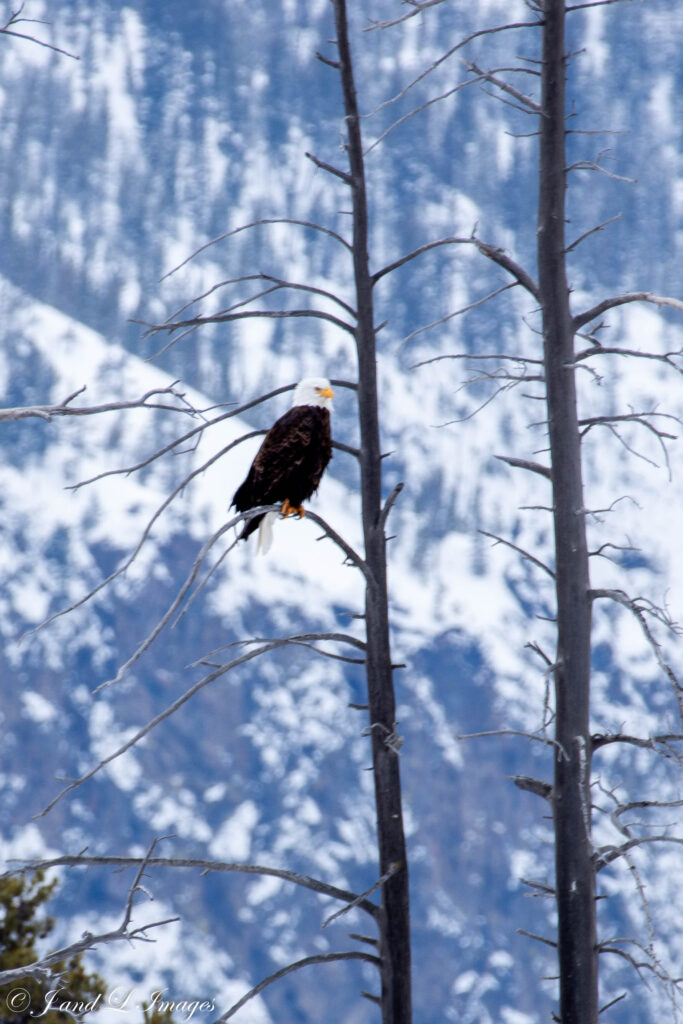 Yellowstone - Winter 2026 dsc 6232