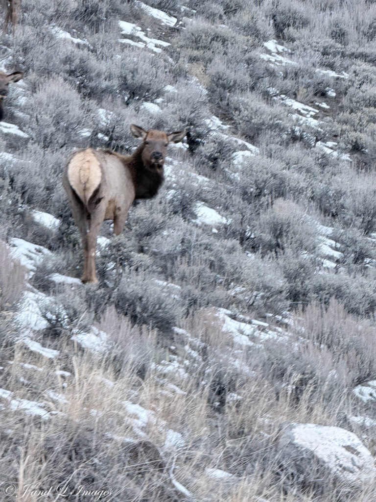 Yellowstone - Winter 2026 img 2318