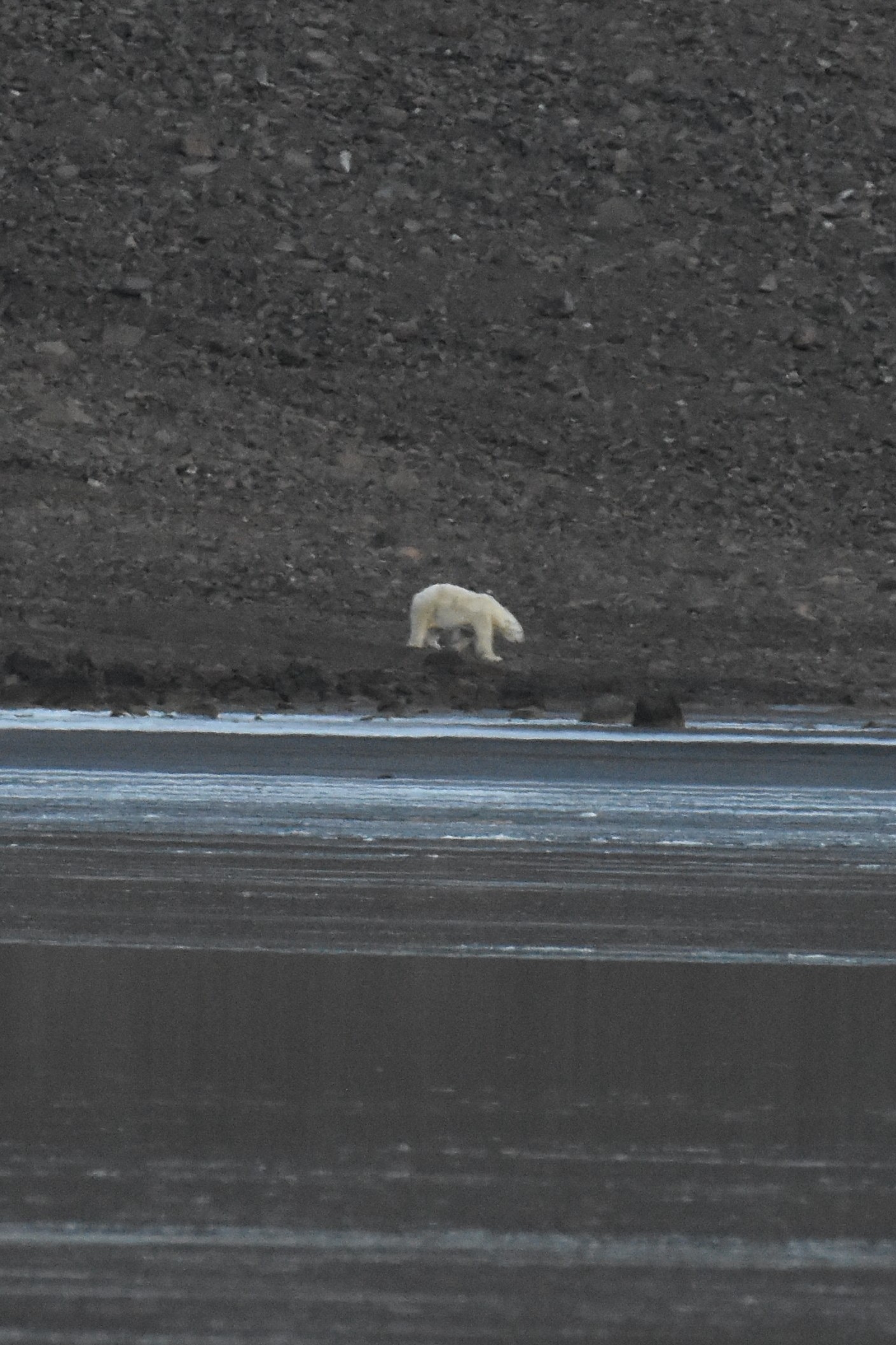 polar bear greenland 2025 09 17 1