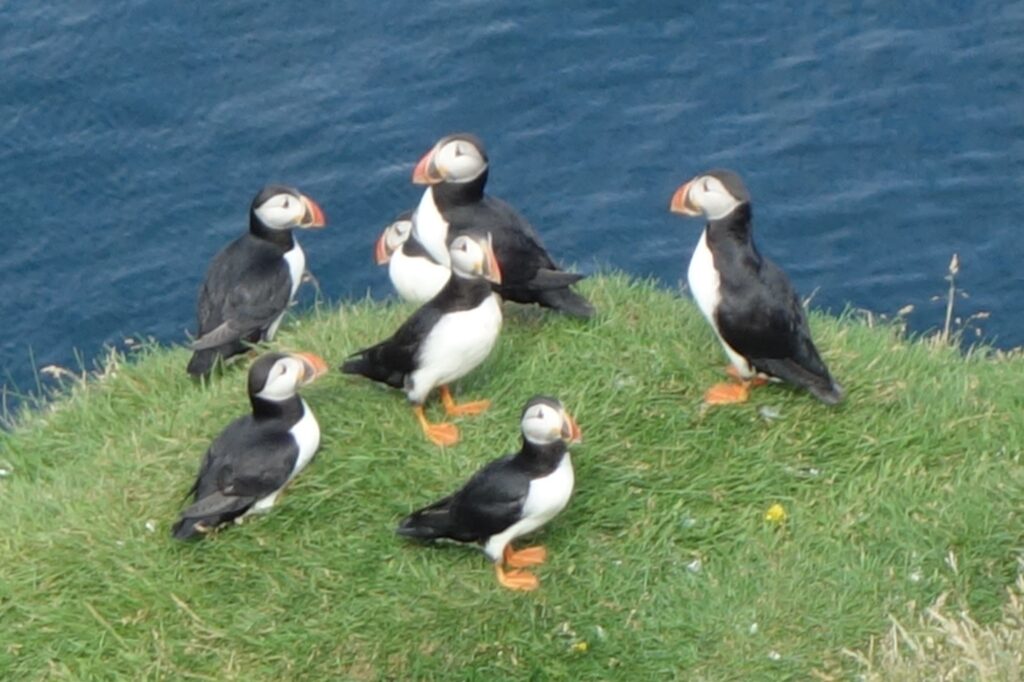 puffins iceland 2021 08 05 1